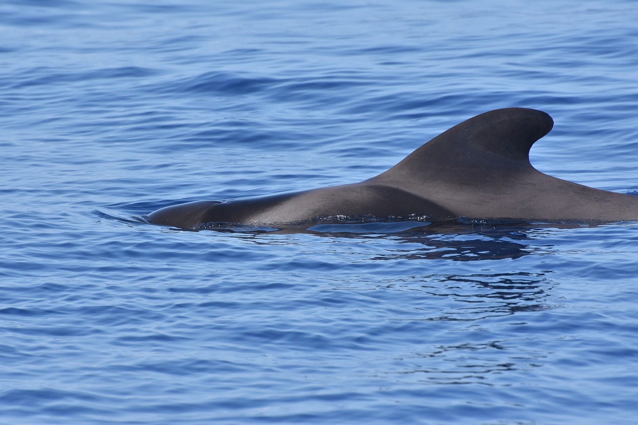 Understanding the Role of Whale Activity in Market Trends